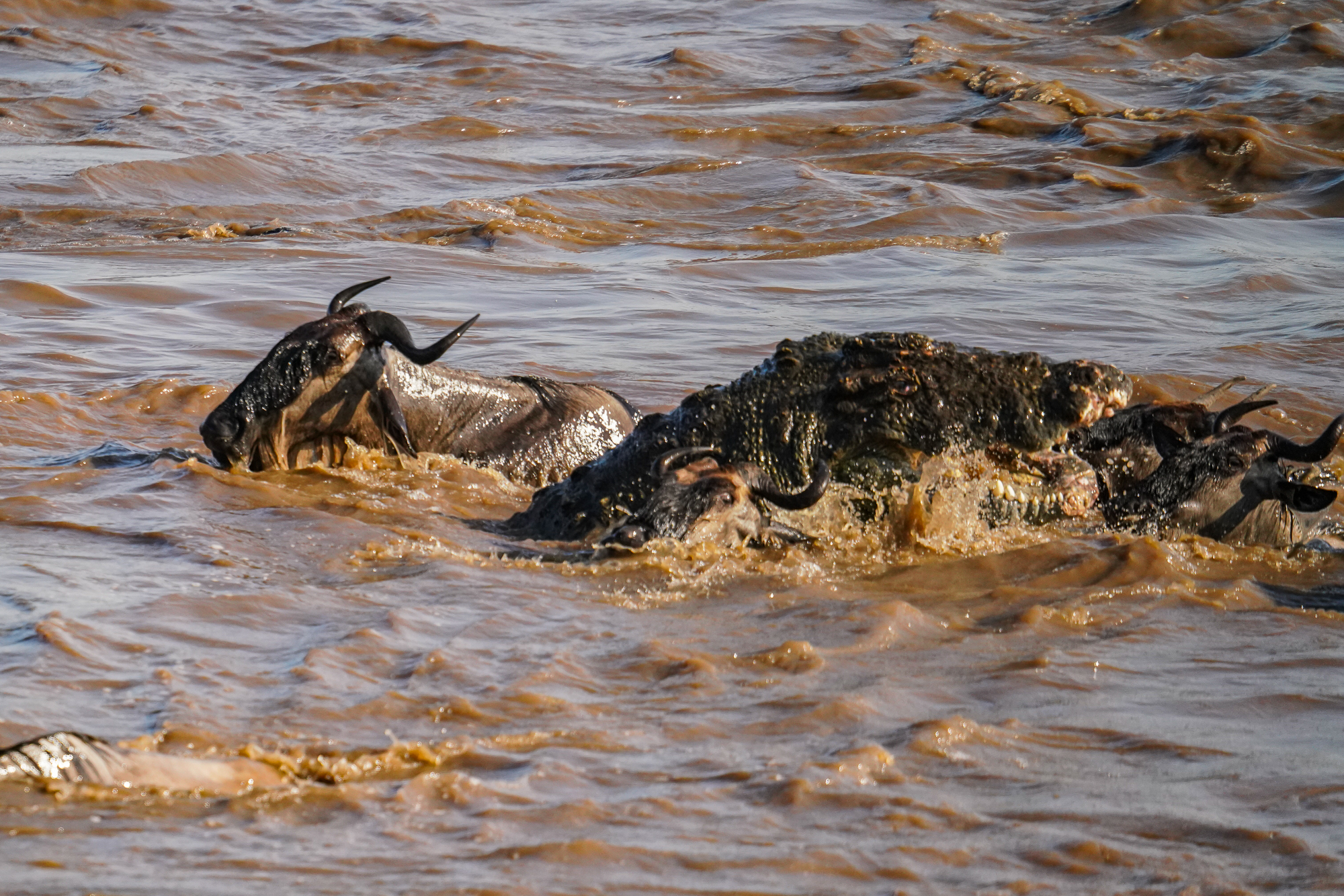 Great Migration River Crossings 2026: Where to Be in July and August