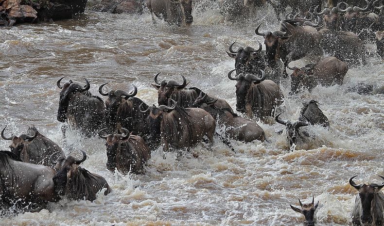Great Migration River Crossings 2026: Where to Be in July and August