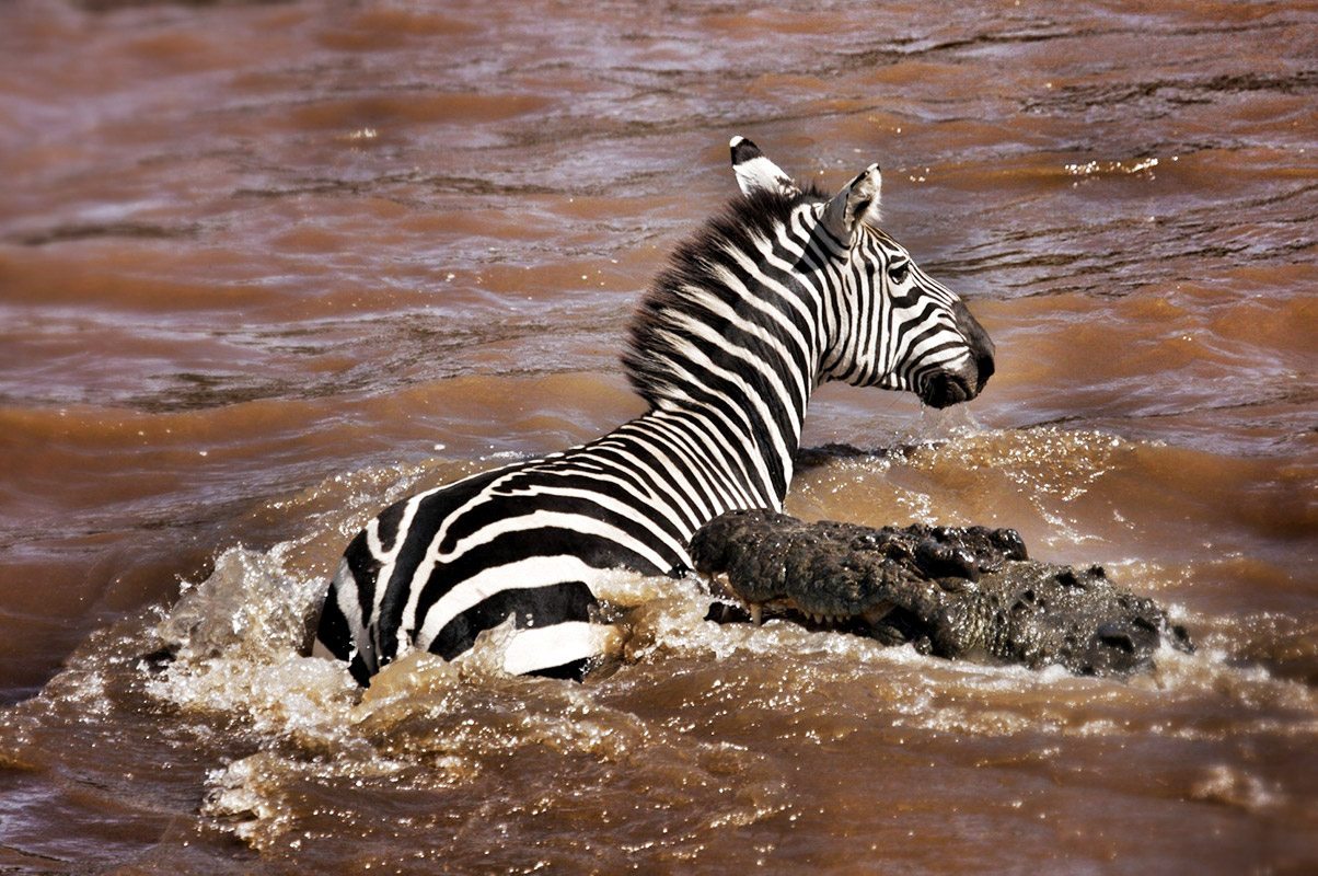 Great Migration 2026: Where to See the Wildebeest Herds in June, July and August Great Migration 2026: Where to See the Wildebeest Herds in June, July and August
