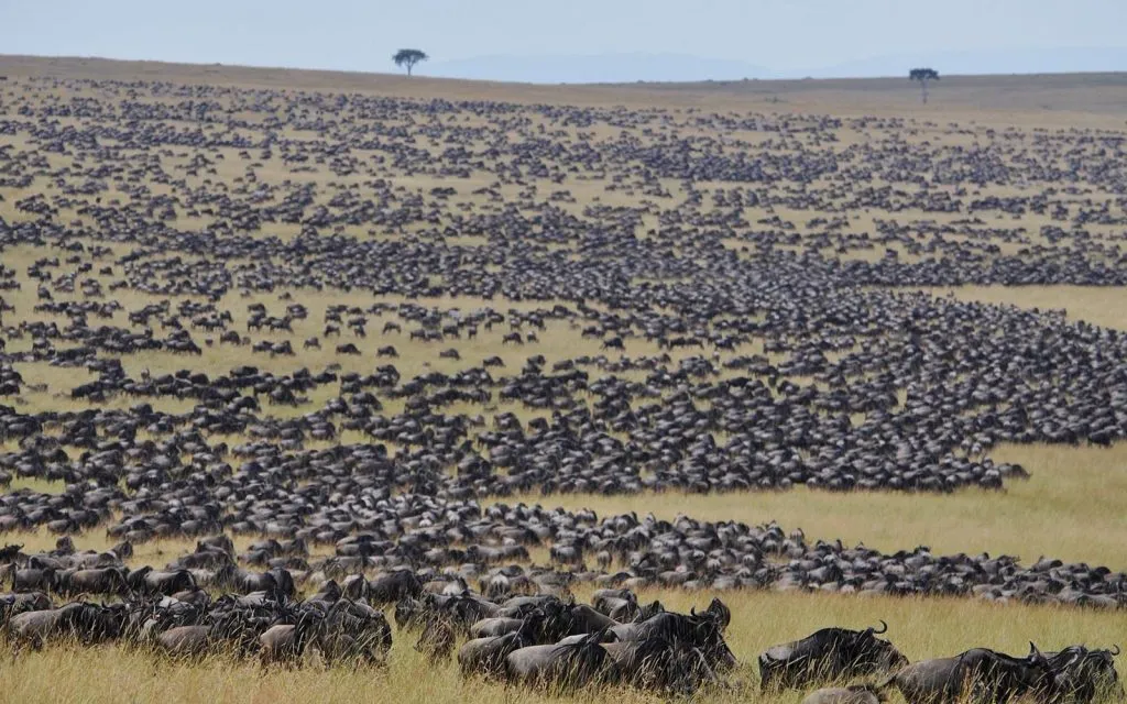 Great Migration 2026: Where to See the Wildebeest Herds in June, July and August Great Migration 2026: Where to See the Wildebeest Herds in June, July and August