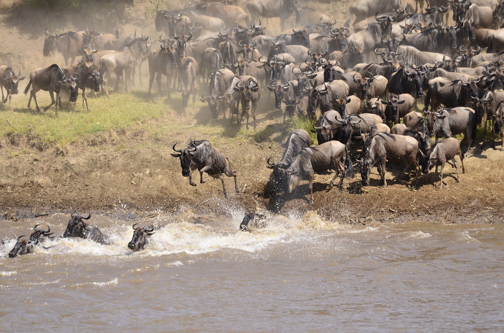 Great Migration 2026: Where to See the Wildebeest Herds in June, July and August Great Migration 2026: Where to See the Wildebeest Herds in June, July and August