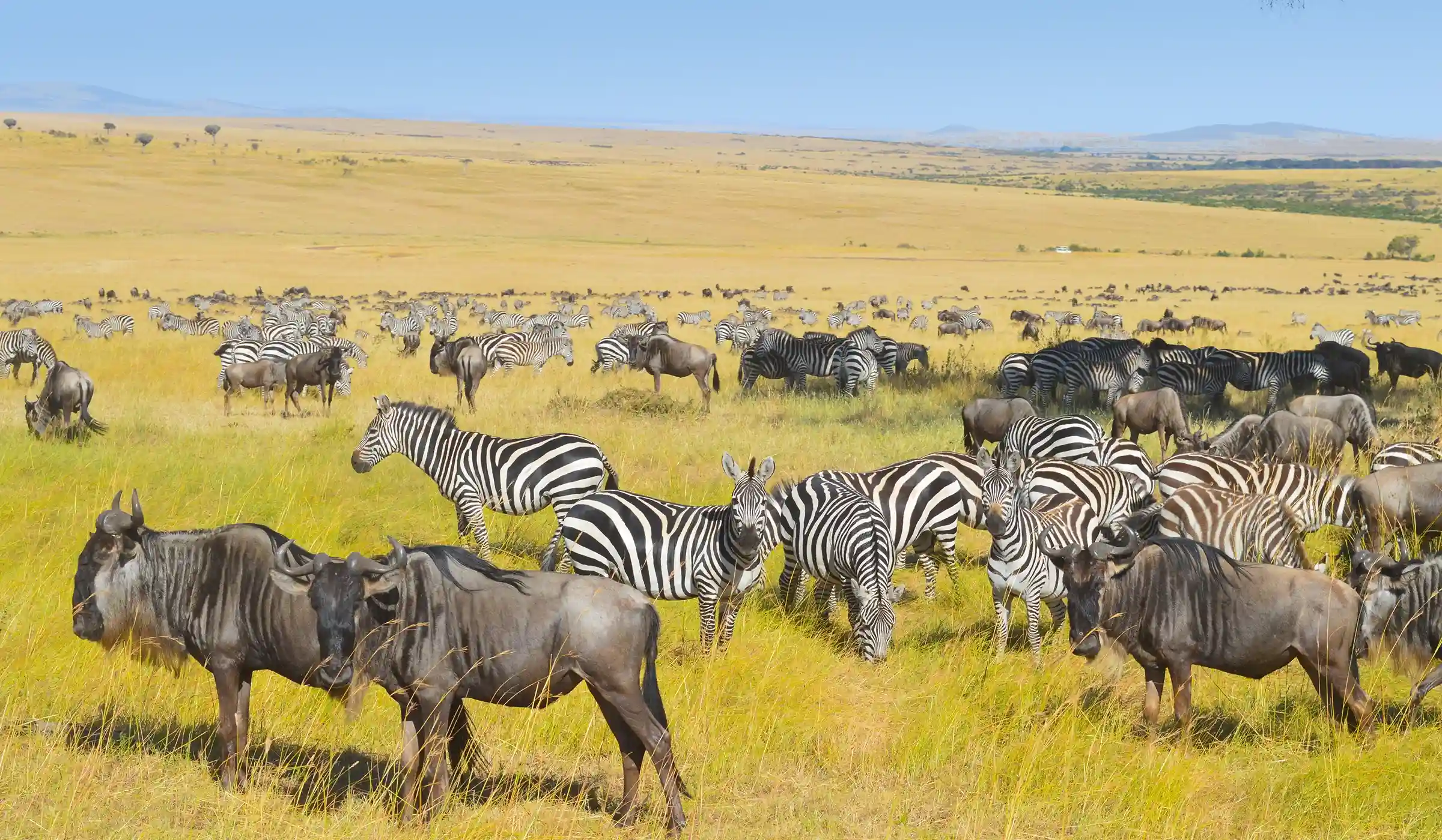 Great Migration 2026: Where to See the Wildebeest Herds in June, July and August Great Migration 2026: Where to See the Wildebeest Herds in June, July and August
