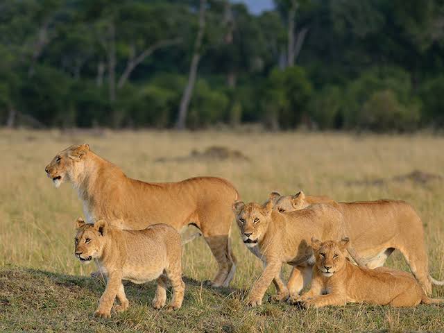 Best Affordable Safari Company in Arusha and Moshi Tanzania