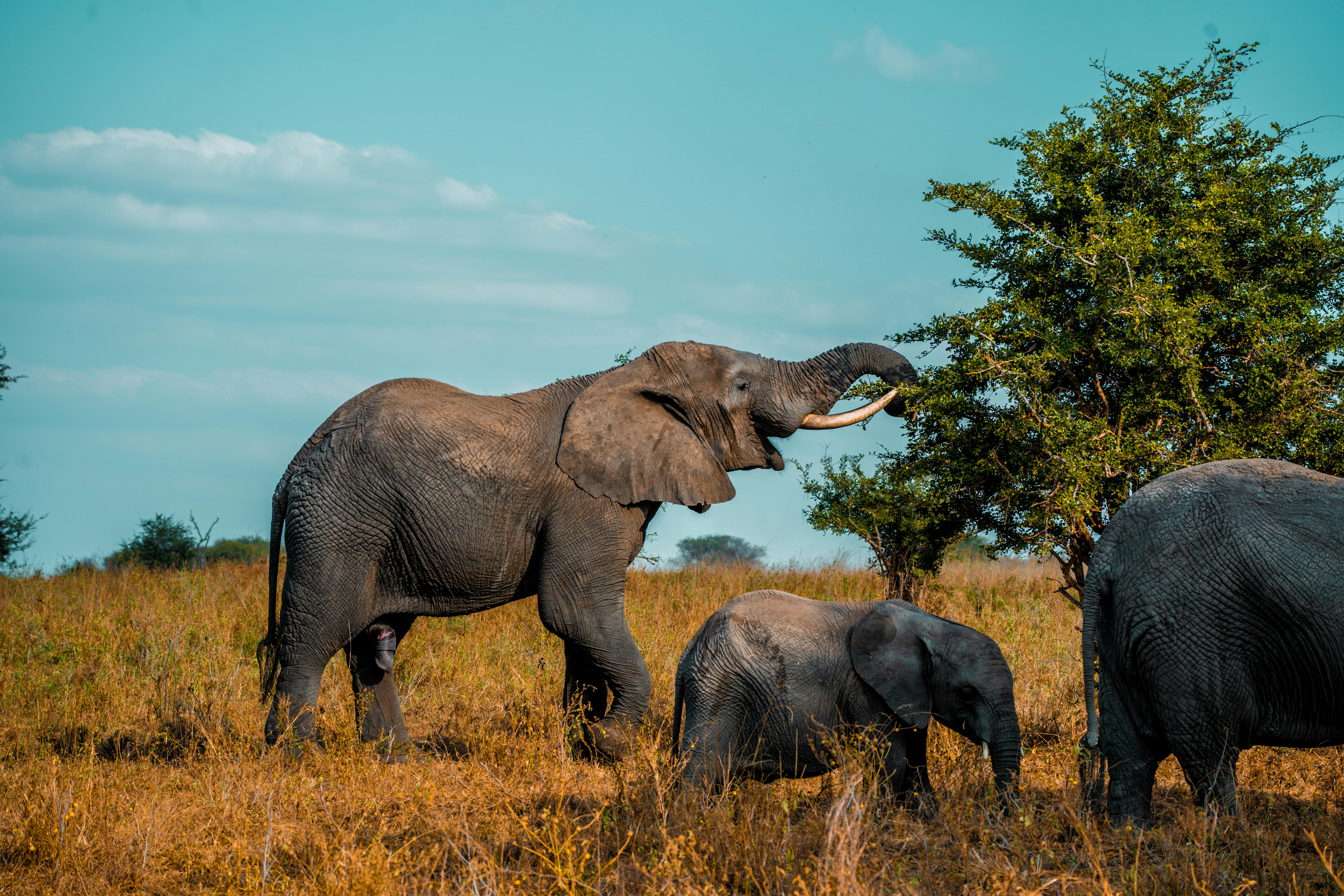 Best Affordable Safari Company in Arusha and Moshi Tanzania