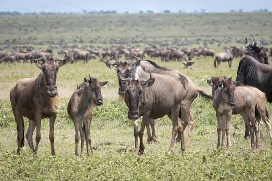 Cheap Serengeti Migration (Northern Circuit) Safari from Arusha Cheap Serengeti Migration (Northern Circuit) Safari from Arusha