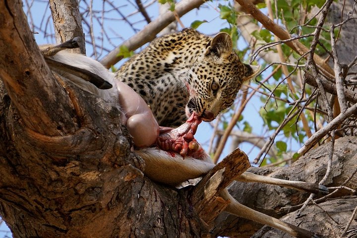 Cheap Serengeti Migration (Northern Circuit) Safari from Arusha Cheap Serengeti Migration (Northern Circuit) Safari from Arusha