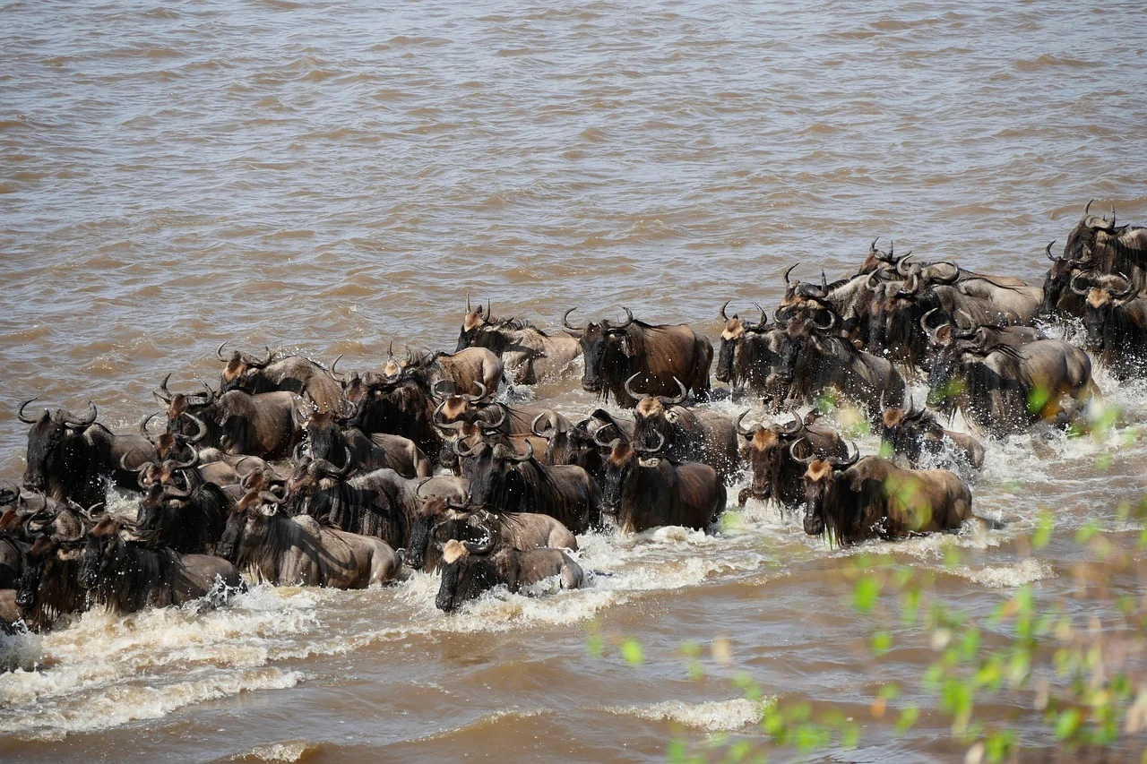 Cheap Serengeti Migration (Northern Circuit) Safari from Arusha Cheap Serengeti Migration (Northern Circuit) Safari from Arusha