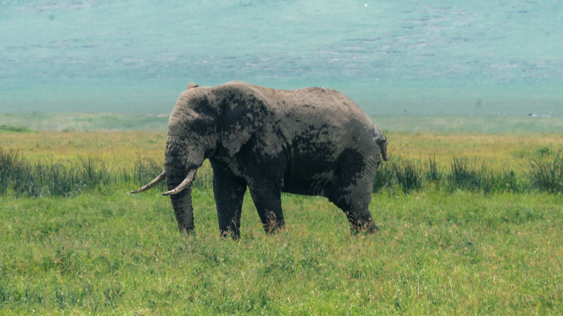 Budget Ngorongoro Crater Safari from Arusha Budget Ngorongoro Crater Safari from Arusha
