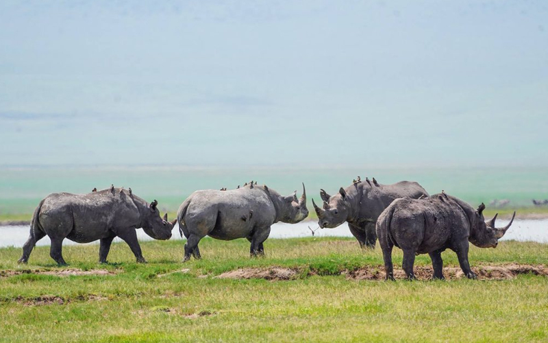 Budget Ngorongoro Crater Safari from Arusha Budget Ngorongoro Crater Safari from Arusha