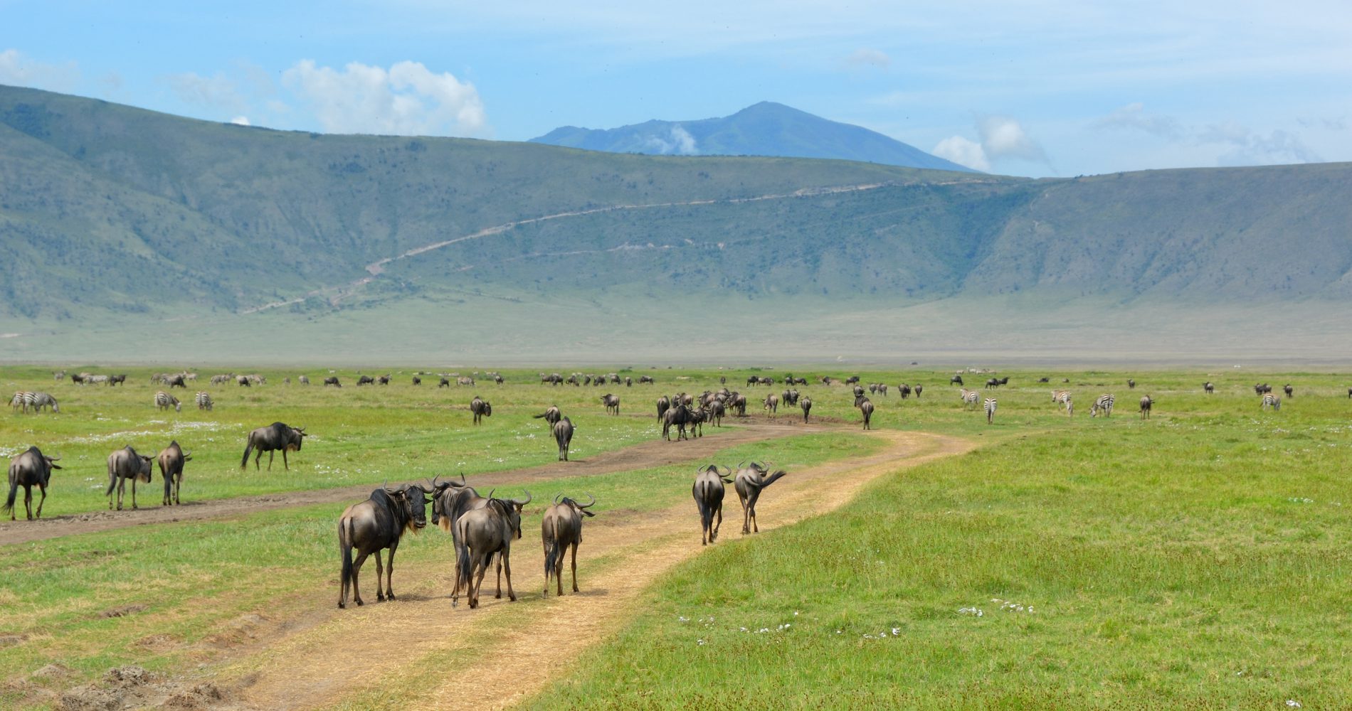 Tanzania Group Joining Safari