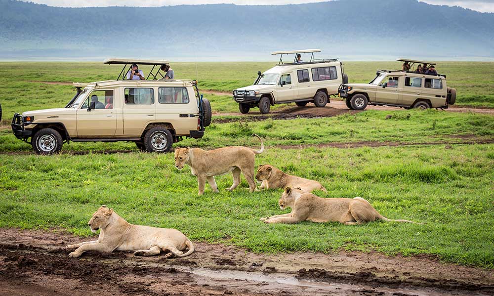 Tanzania Group Joining Safari
