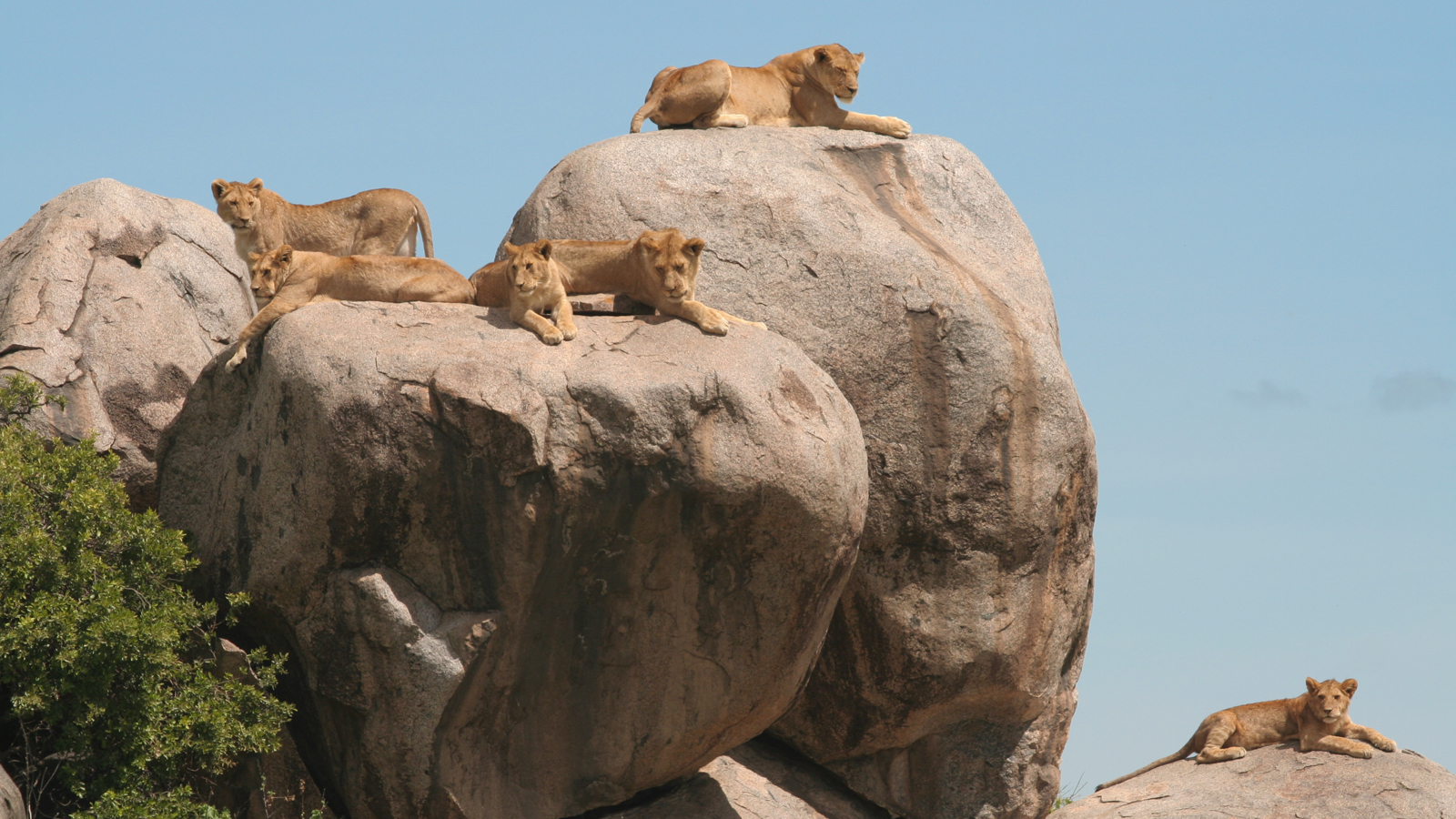 Tanzania Group Joining Safari