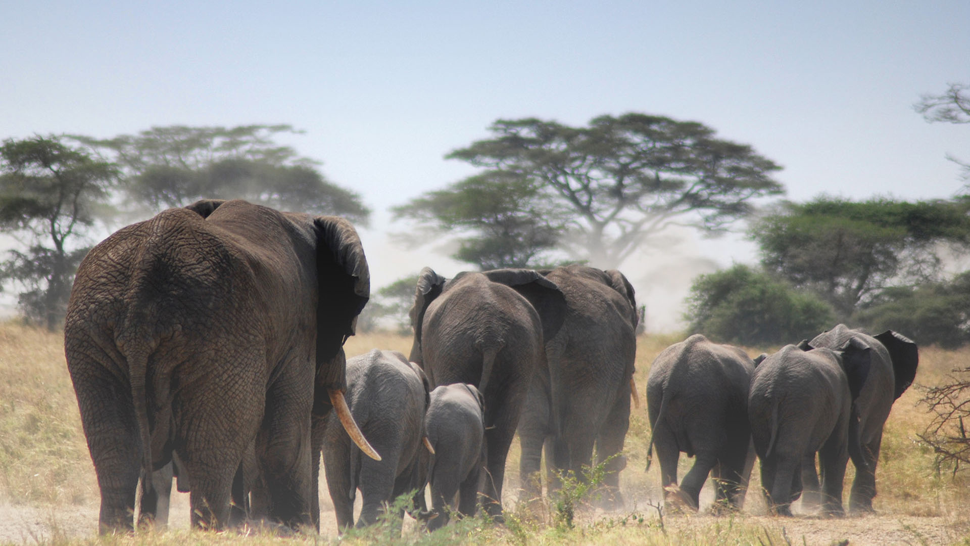 Affordable Tanzania Safari Packages Affordable Tanzania Safari Packages