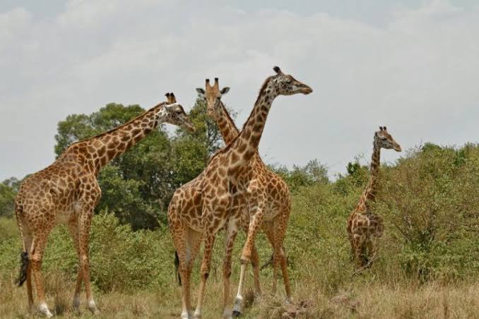Best Local Tour Operator in Arusha and Moshi, Tanzania Best Local Tour Operator in Arusha and Moshi, Tanzania