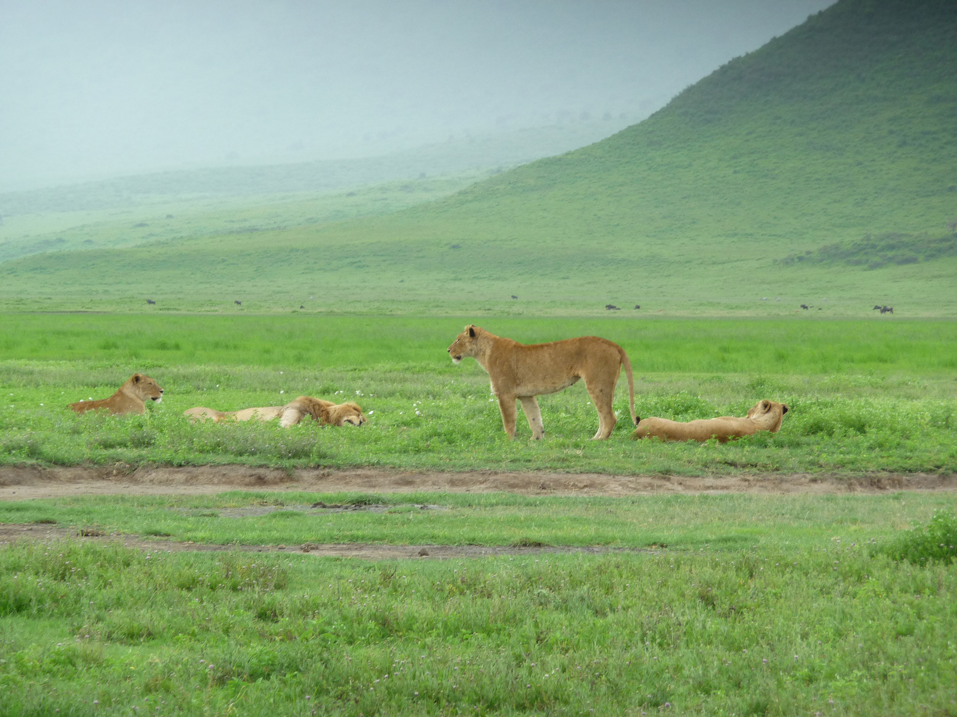 Best Local Tour Operator in Arusha and Moshi, Tanzania Best Local Tour Operator in Arusha and Moshi, Tanzania