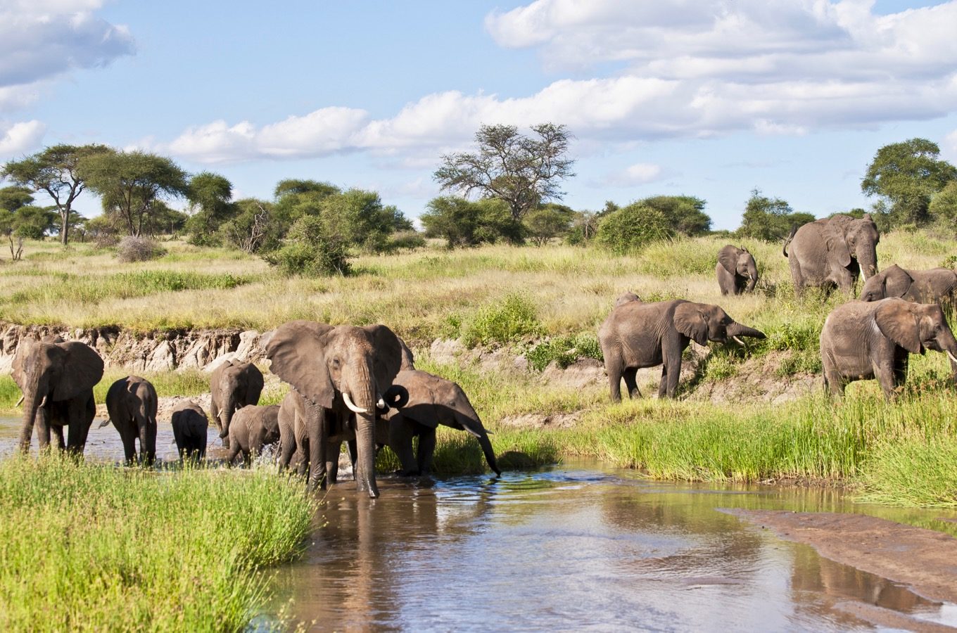 Best Local Tour Operator in Arusha and Moshi, Tanzania Best Local Tour Operator in Arusha and Moshi, Tanzania