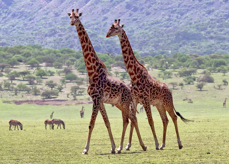 Family Safari Tanzania from Arusha and Moshi Family Safari Tanzania from Arusha and Moshi