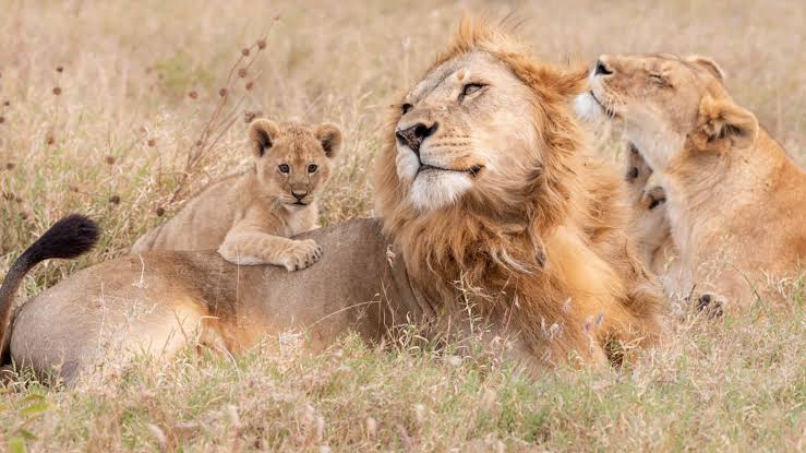 Family Safari Tanzania from Arusha and Moshi Family Safari Tanzania from Arusha and Moshi