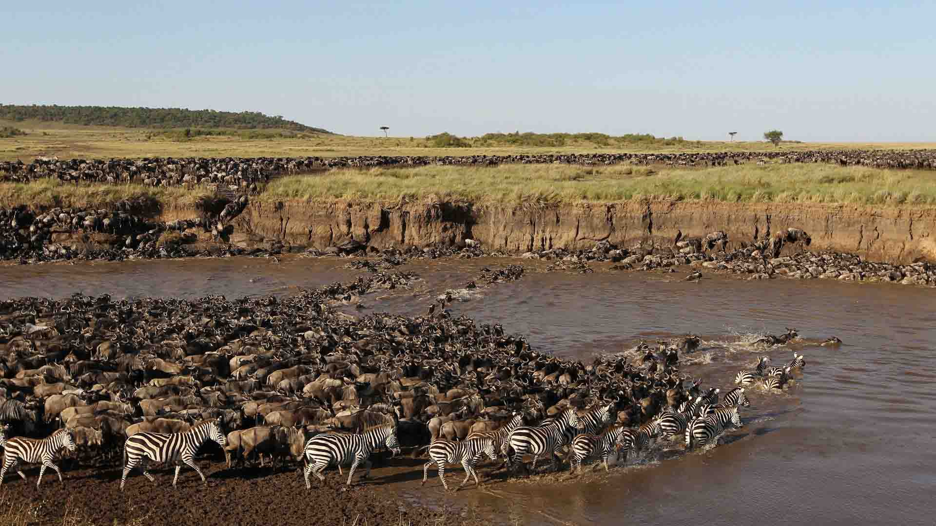Tanzania Safari Cost from Arusha Tanzania Safari Cost from Arusha