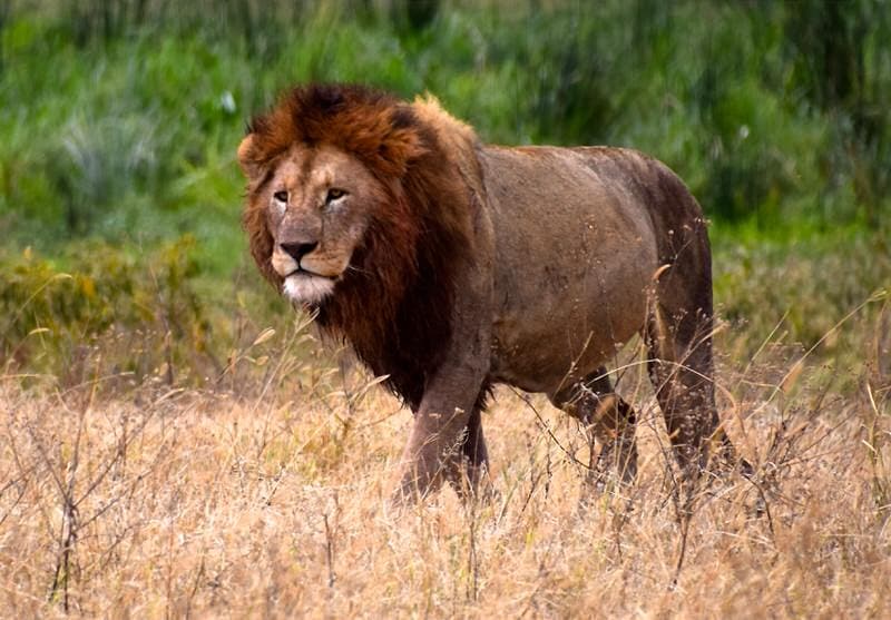 Tanzania Safari Cost from Arusha Tanzania Safari Cost from Arusha