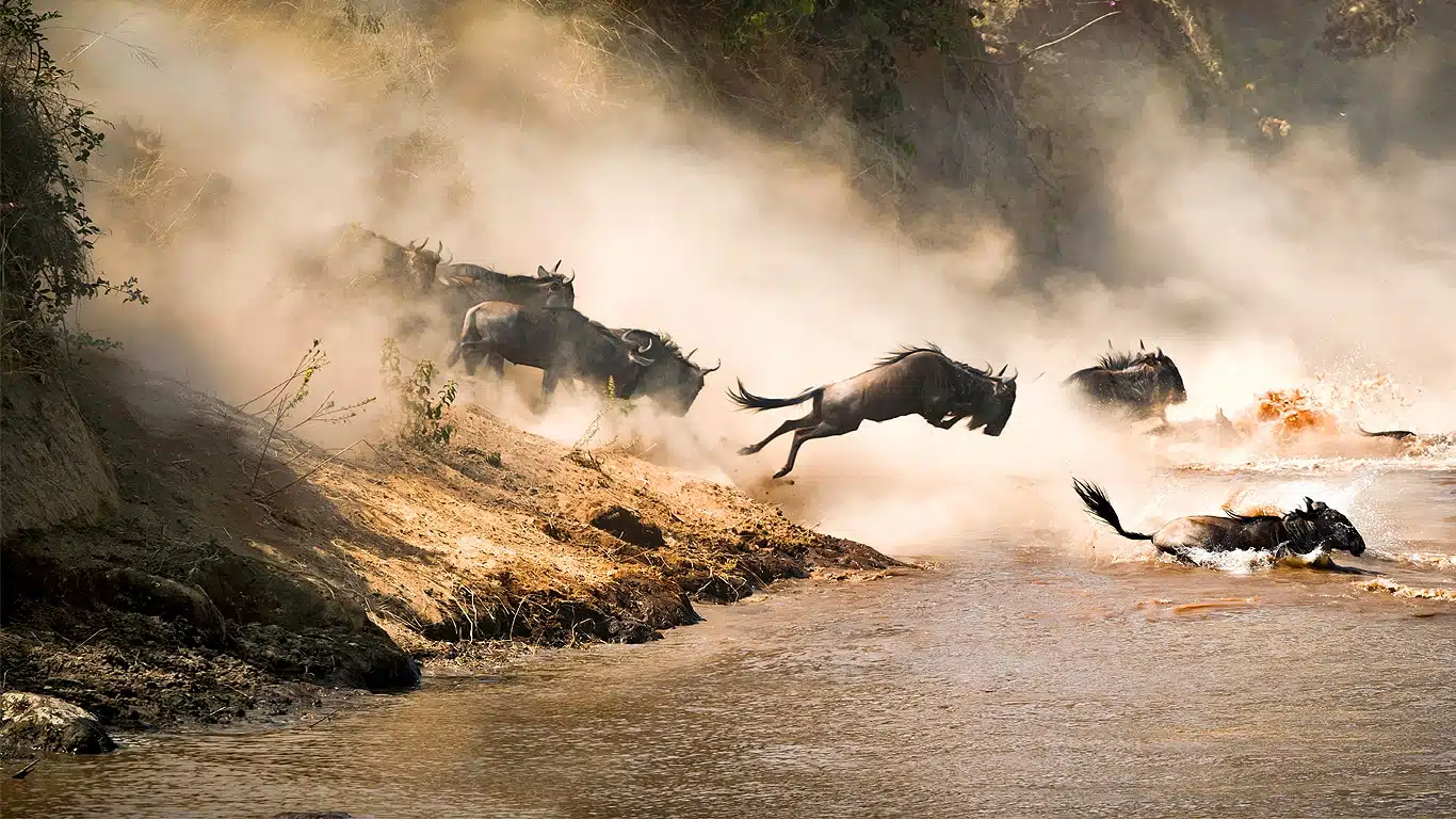 Tanzania Safari Cost from Arusha Tanzania Safari Cost from Arusha