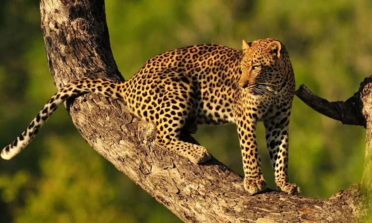 Tanzania Safari Cost from Arusha Tanzania Safari Cost from Arusha