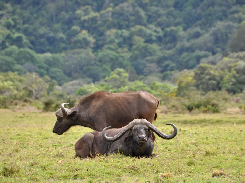 Last Minute Safari Deals Arusha: Explore Tanzania’s Wildlife With Tanzania Safari Source Tours Last Minute Safari Deals Arusha: Explore Tanzania’s Wildlife With Tanzania Safari Source Tours