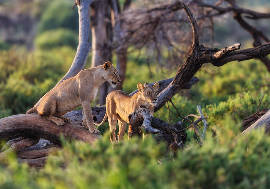 Last Minute Safari Deals Arusha: Explore Tanzania’s Wildlife With Tanzania Safari Source Tours Last Minute Safari Deals Arusha: Explore Tanzania’s Wildlife With Tanzania Safari Source Tours