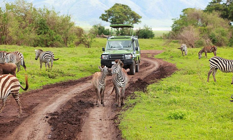 Last Minute Safari Deals Arusha: Explore Tanzania’s Wildlife With Tanzania Safari Source Tours Last Minute Safari Deals Arusha: Explore Tanzania’s Wildlife With Tanzania Safari Source Tours