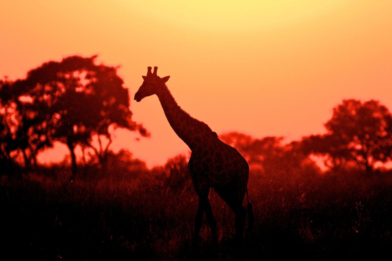 Last Minute Safari Deals Arusha: Explore Tanzania’s Wildlife With Tanzania Safari Source Tours Last Minute Safari Deals Arusha: Explore Tanzania’s Wildlife With Tanzania Safari Source Tours