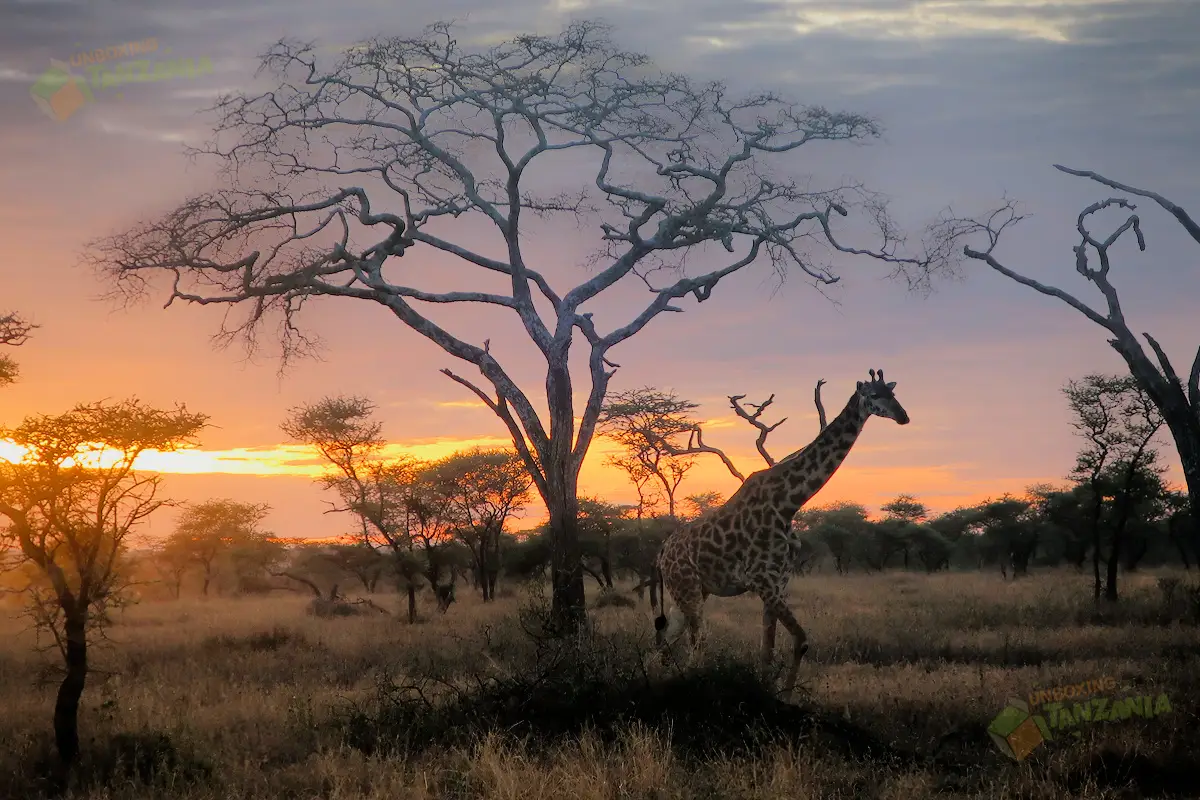 Four Days Serengeti Safari from Arusha Four Days Serengeti Safari from Arusha