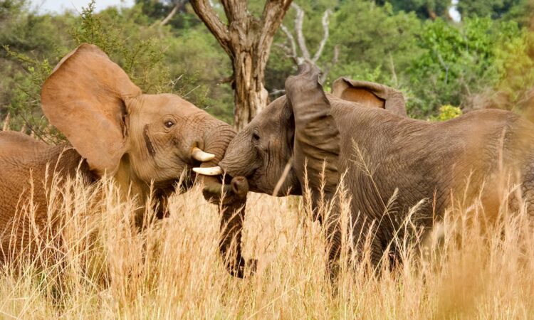Four Days Serengeti Safari from Arusha Four Days Serengeti Safari from Arusha
