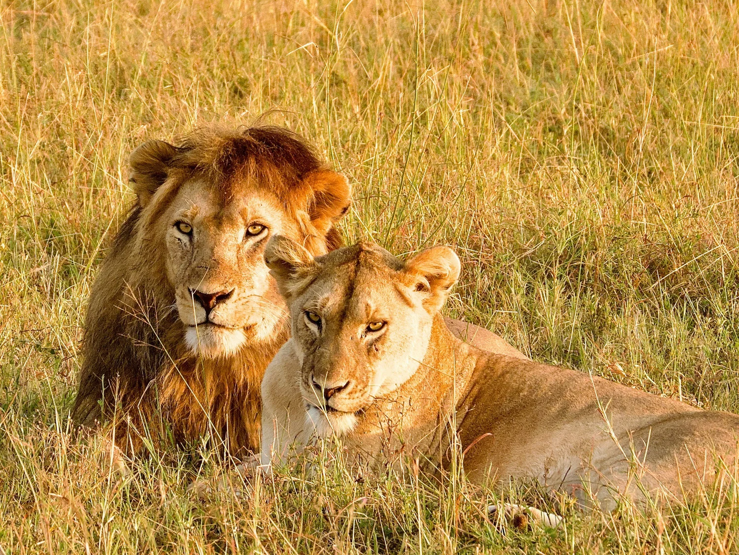 Four Days Serengeti Safari from Arusha Four Days Serengeti Safari from Arusha