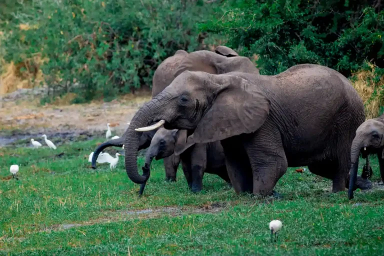Best 5 Days Great Migration Safari Tanzania | July–August Best 5 Days Great Migration Safari Tanzania | July–August