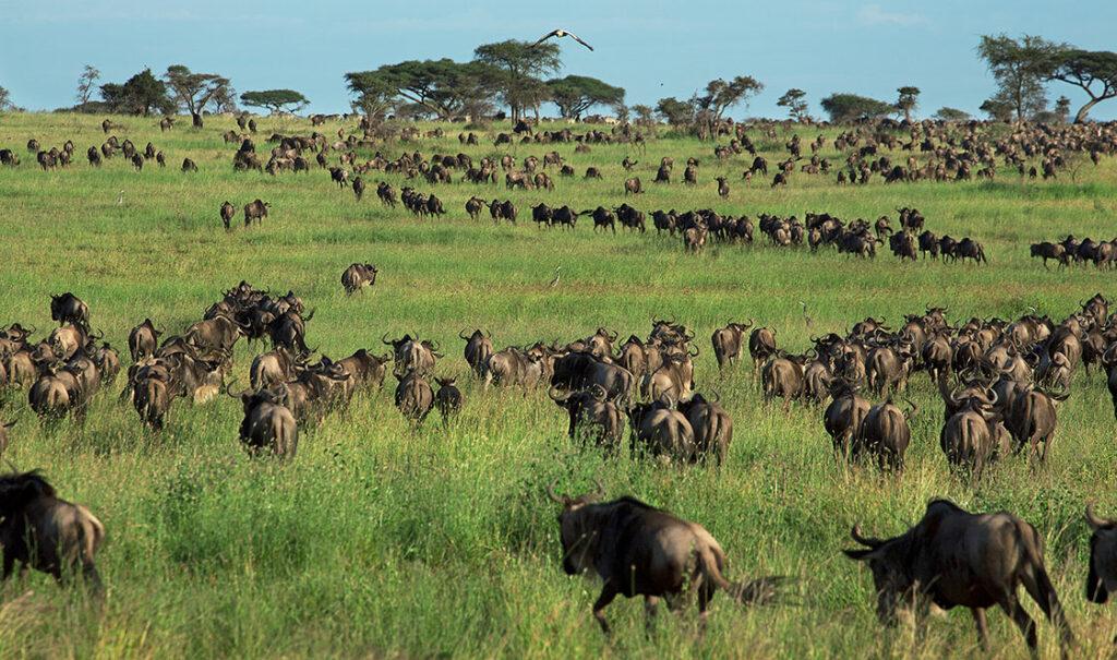 Best 5 Days Great Migration Safari Tanzania | July–August Best 5 Days Great Migration Safari Tanzania | July–August
