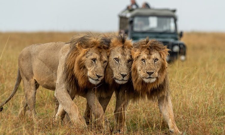 Best 5 Days Great Migration Safari Tanzania | July–August Best 5 Days Great Migration Safari Tanzania | July–August
