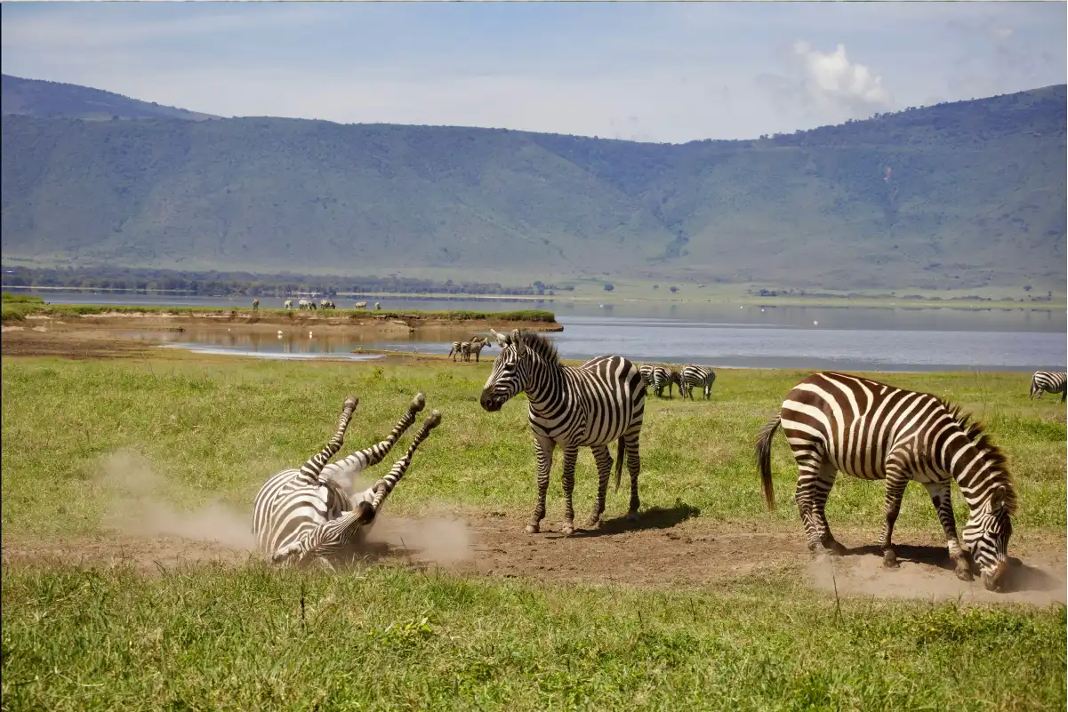 Great Migration Tanzania 2026: Experience the World’s Greatest Wildlife Journey with Us Great Migration Tanzania 2026: Experience the World’s Greatest Wildlife Journey with Us