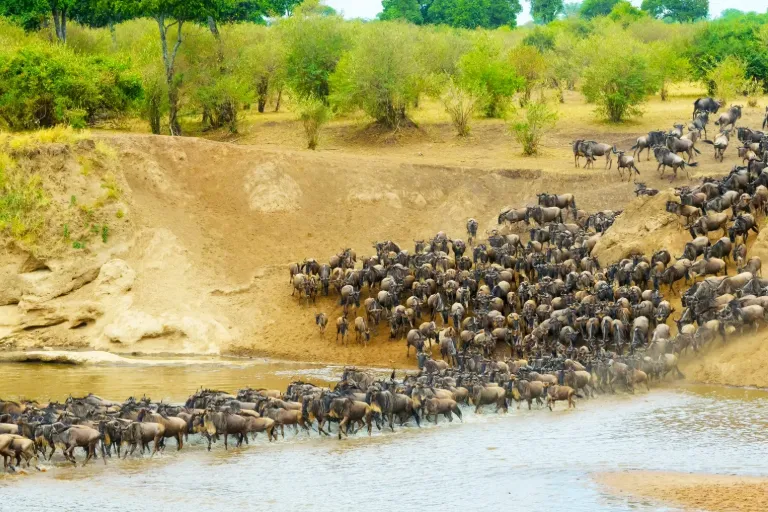 Great Migration Tanzania 2026: Experience the World’s Greatest Wildlife Journey with Us Great Migration Tanzania 2026: Experience the World’s Greatest Wildlife Journey with Us