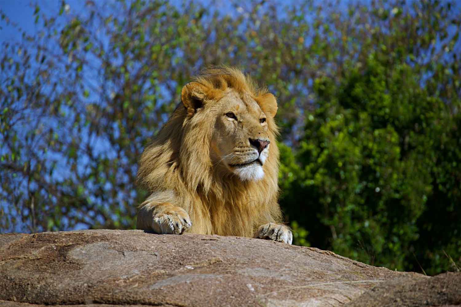 Great Migration Tanzania 2026: Experience the World’s Greatest Wildlife Journey with Us Great Migration Tanzania 2026: Experience the World’s Greatest Wildlife Journey with Us