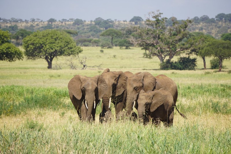 Great Migration Tanzania 2026: Experience the World’s Greatest Wildlife Journey with Us Great Migration Tanzania 2026: Experience the World’s Greatest Wildlife Journey with Us