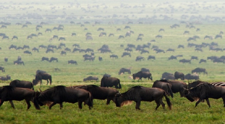 4 Days Serengeti Safari from Arusha 4 Days Serengeti Safari from Arusha
