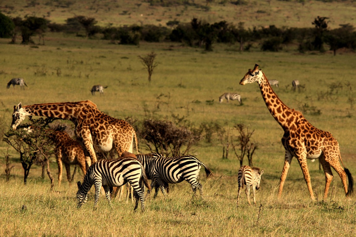 4 Days Serengeti Safari from Arusha 4 Days Serengeti Safari from Arusha