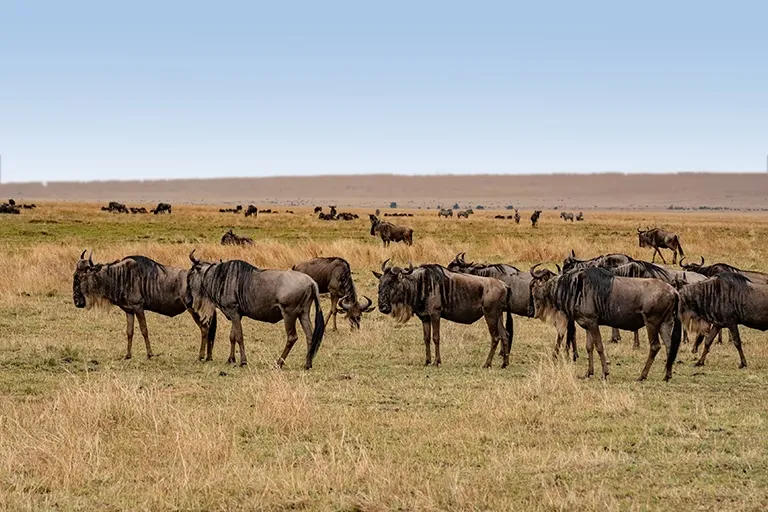 4 Days Serengeti Safari from Arusha 4 Days Serengeti Safari from Arusha