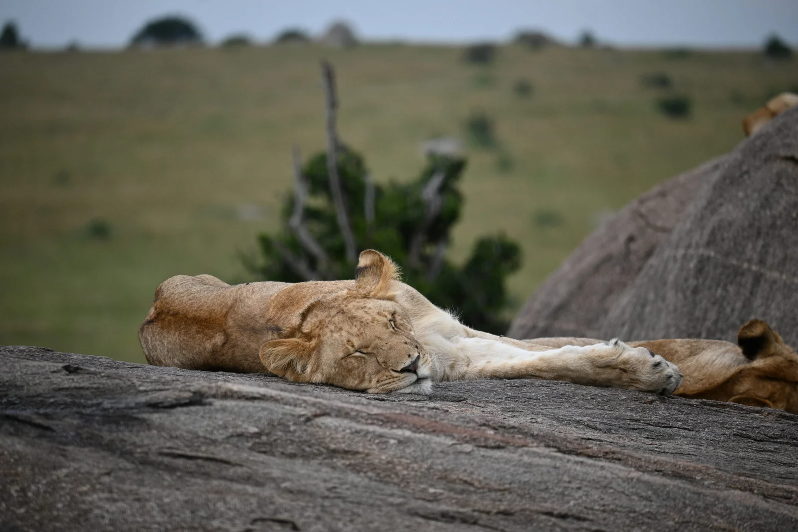 How Much Does Serengeti Safari Cost? A Complete Tanzania Safari Price Guide How Much Does Serengeti Safari Cost? A Complete Tanzania Safari Price Guide