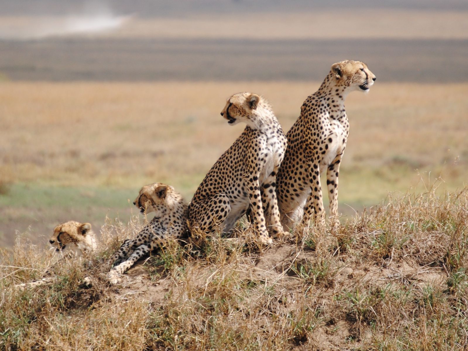How Much Does Serengeti Safari Cost? A Complete Tanzania Safari Price Guide How Much Does Serengeti Safari Cost? A Complete Tanzania Safari Price Guide