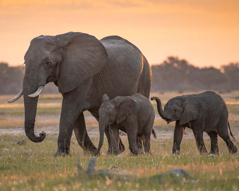 How Much Does Serengeti Safari Cost? A Complete Tanzania Safari Price Guide How Much Does Serengeti Safari Cost? A Complete Tanzania Safari Price Guide