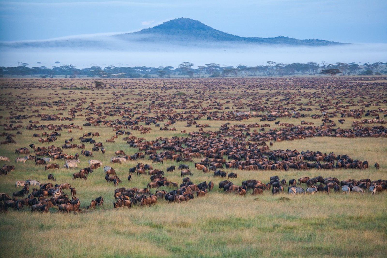 Tanzania Serengeti Safari: Discover Africa’s Most Iconic Wildlife Destination Tanzania Serengeti Safari: Discover Africa’s Most Iconic Wildlife Destination
