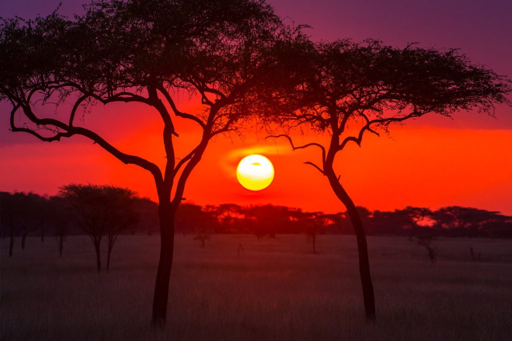 Tanzania Serengeti Safari: Discover Africa’s Most Iconic Wildlife Destination Tanzania Serengeti Safari: Discover Africa’s Most Iconic Wildlife Destination