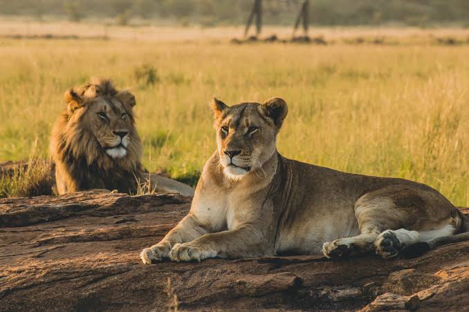 Tanzania Serengeti Safari: Discover Africa’s Most Iconic Wildlife Destination Tanzania Serengeti Safari: Discover Africa’s Most Iconic Wildlife Destination
