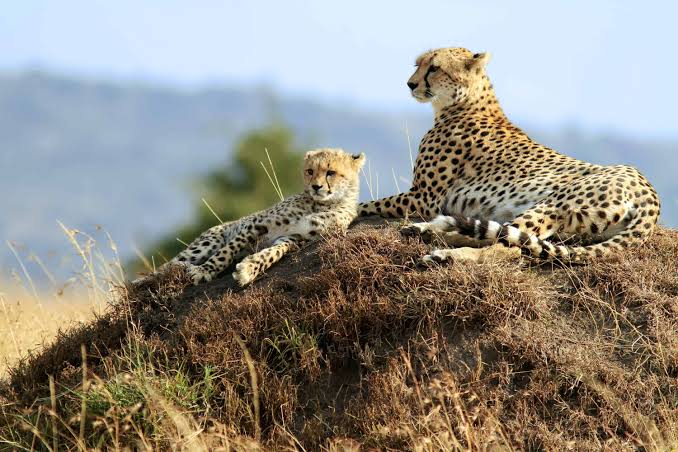 Tanzania Serengeti Safari: Discover Africa’s Most Iconic Wildlife Destination Tanzania Serengeti Safari: Discover Africa’s Most Iconic Wildlife Destination